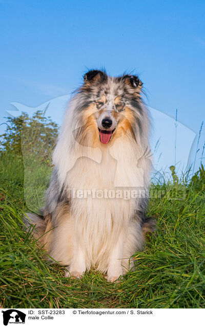 Collie Rde / male Collie / SST-23283