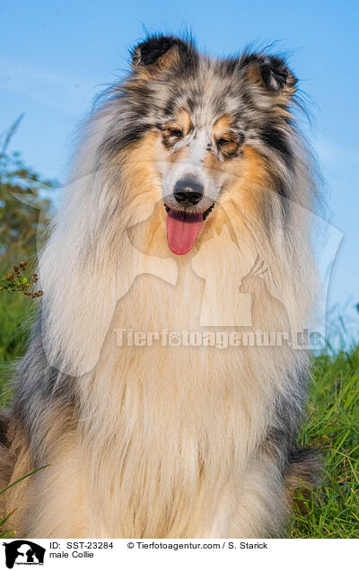 male Collie / SST-23284