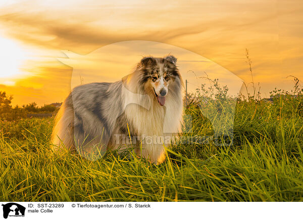 Collie Rde / male Collie / SST-23289