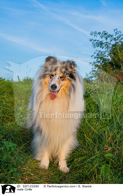 Collie Rde / male Collie / SST-23290