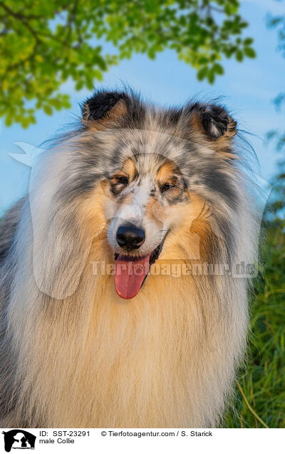 Collie Rde / male Collie / SST-23291