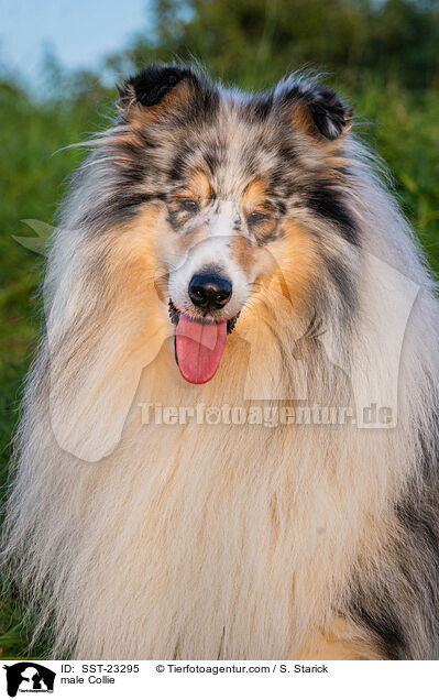 Collie Rde / male Collie / SST-23295