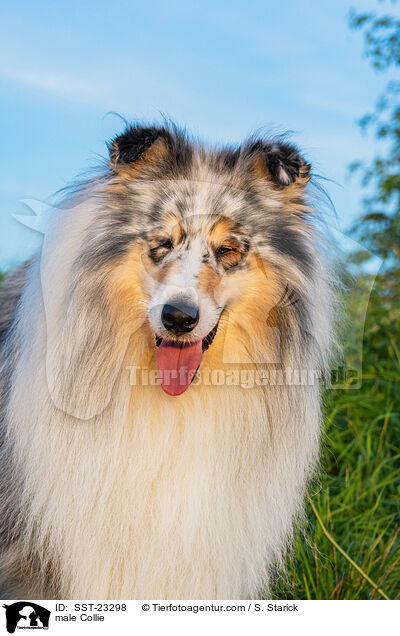 Collie Rde / male Collie / SST-23298