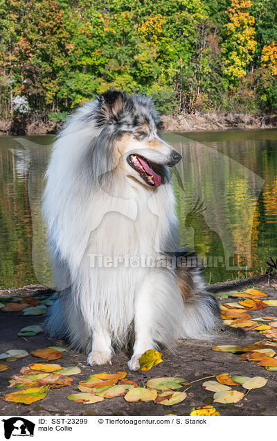 Collie Rde / male Collie / SST-23299