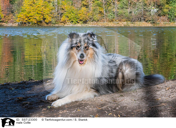 Collie Rde / male Collie / SST-23300