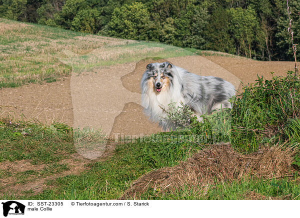 Collie Rde / male Collie / SST-23305