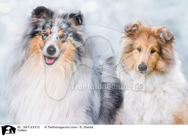 Collies / Collies / SST-23312