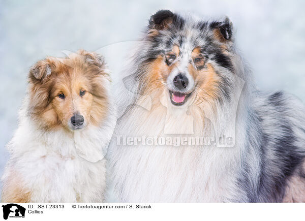 Collies / SST-23313