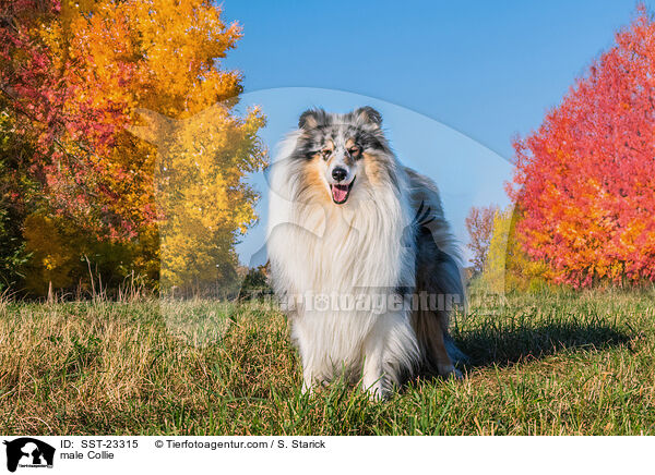 Collie Rde / male Collie / SST-23315