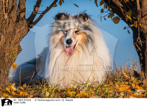Collie Rde / male Collie / SST-23322