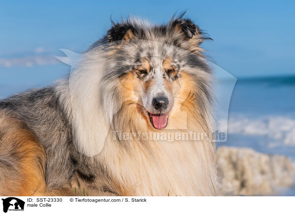 Collie Rde / male Collie / SST-23330