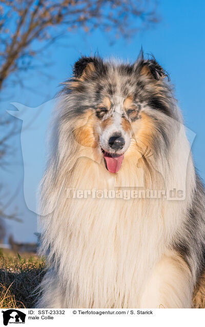 Collie Rde / male Collie / SST-23332