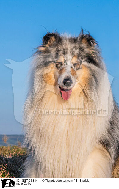 male Collie / SST-23334