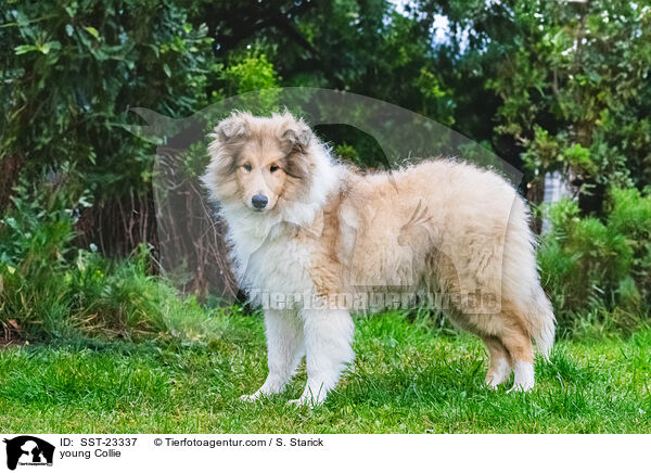 junger Collie / young Collie / SST-23337