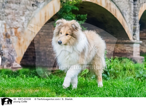 young Collie / SST-23338