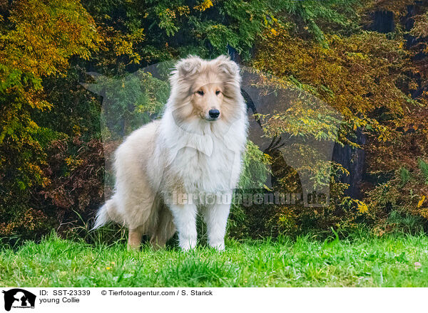 junger Collie / young Collie / SST-23339