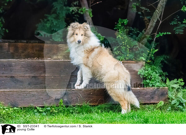 junger Collie / young Collie / SST-23341