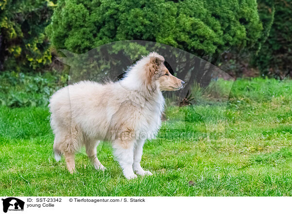 junger Collie / young Collie / SST-23342