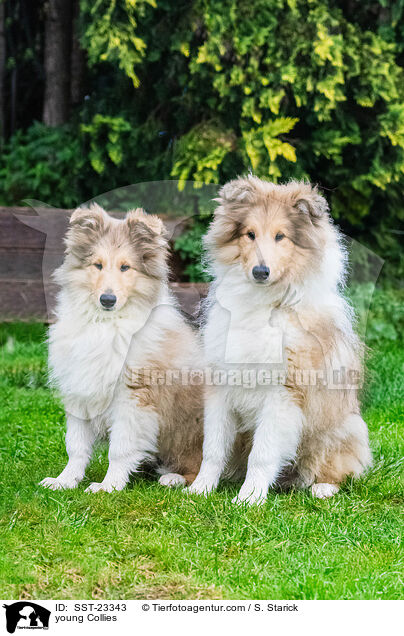 young Collies / SST-23343