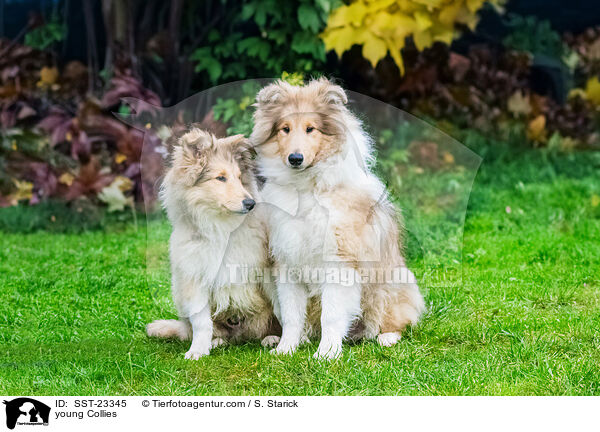 young Collies / SST-23345