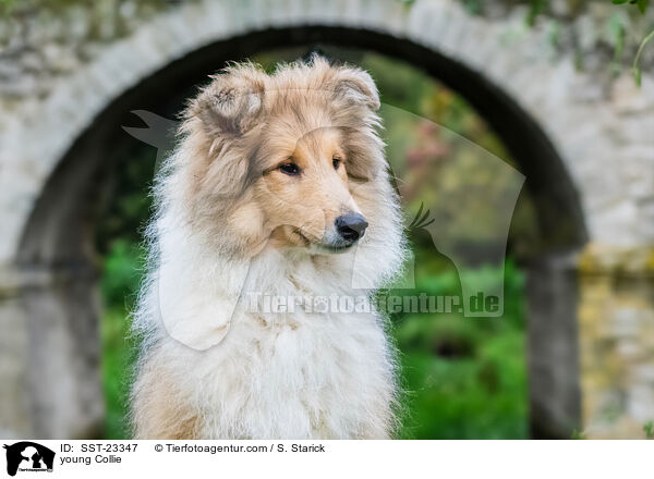 junger Collie / young Collie / SST-23347