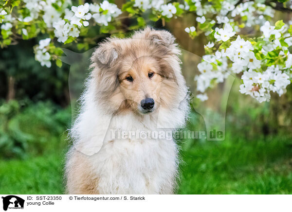 young Collie / SST-23350