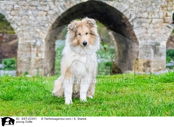junger Collie / young Collie / SST-23351