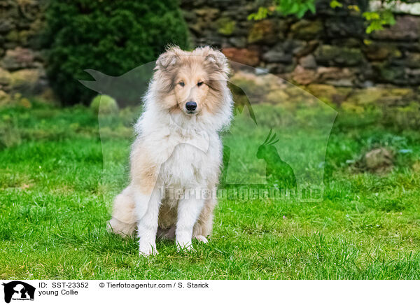 young Collie / SST-23352