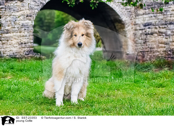 young Collie / SST-23353