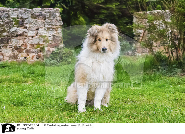 junger Collie / young Collie / SST-23354