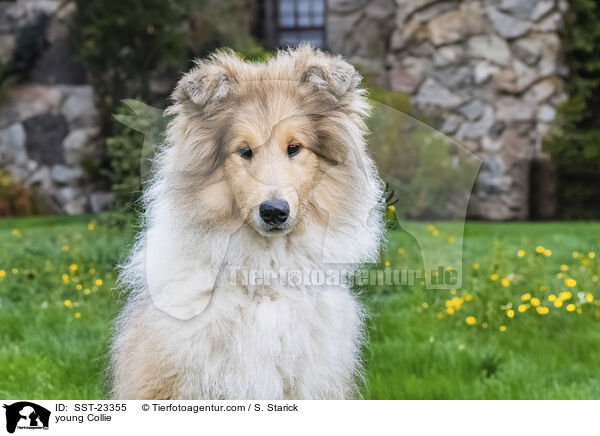 junger Collie / young Collie / SST-23355