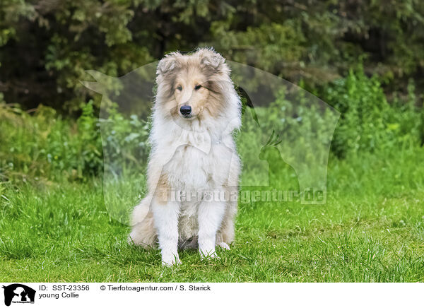 junger Collie / young Collie / SST-23356