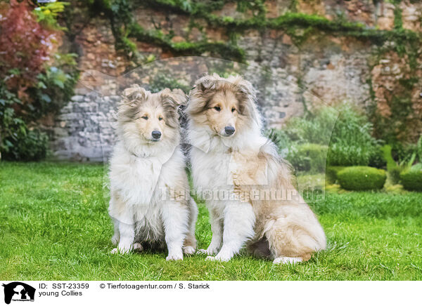 young Collies / SST-23359