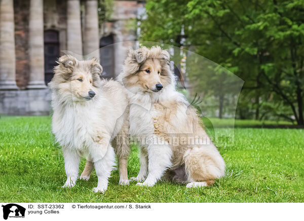 young Collies / SST-23362