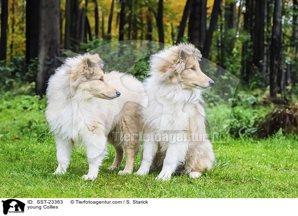 junge Collies / young Collies / SST-23363