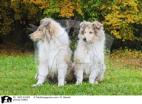 young Collies / SST-23365