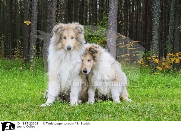 junge Collies / young Collies / SST-23368