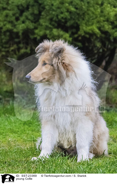 young Collie / SST-23369