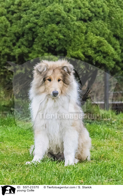 young Collie / SST-23370