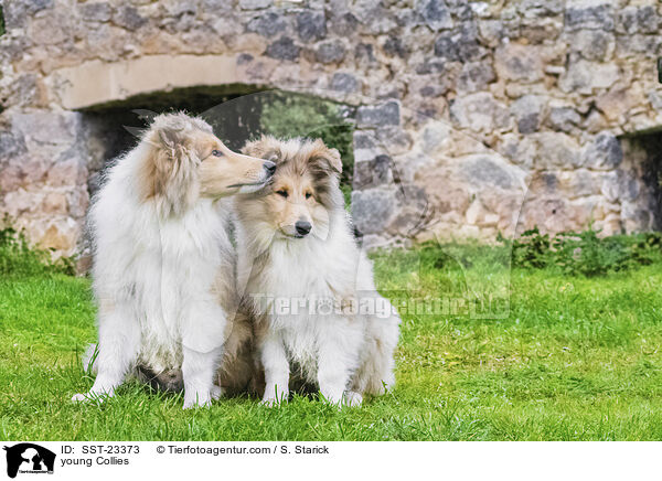 young Collies / SST-23373