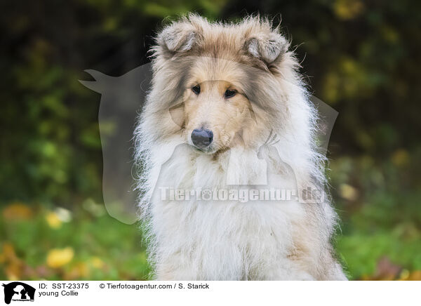junger Collie / young Collie / SST-23375