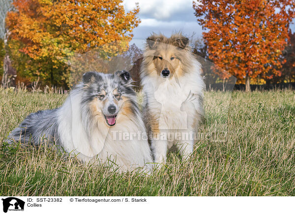 Collies / Collies / SST-23382