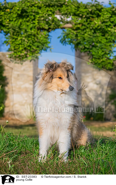 young Collie / SST-23383