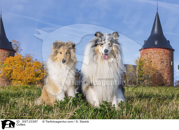 Collies / SST-23387