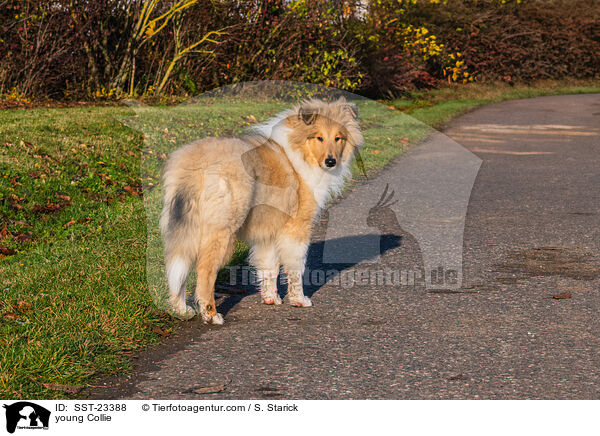 junger Collie / young Collie / SST-23388