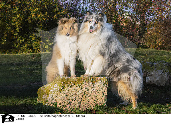 Collies / SST-23389