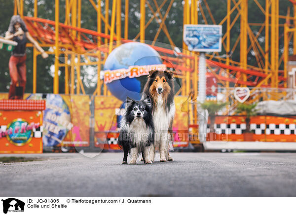 Collie und Sheltie / Collie und Sheltie / JQ-01805