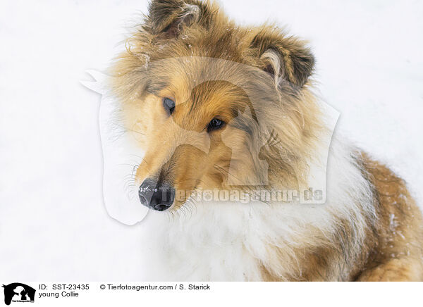 Collie Junghund / young Collie / SST-23435