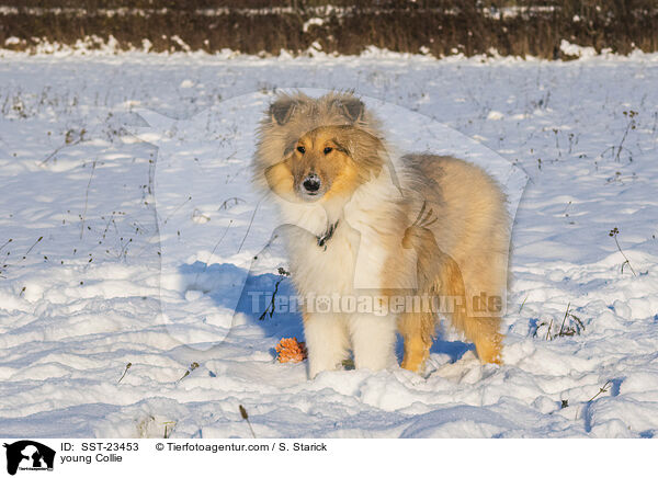 Collie Junghund / young Collie / SST-23453
