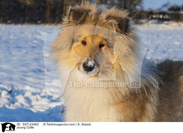 Collie Junghund / young Collie / SST-23462